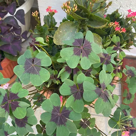 Gergana בית הארחה קיטן