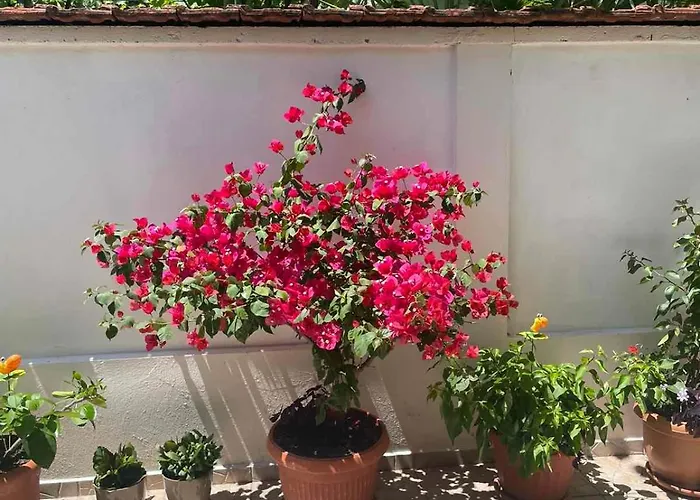 Πανσιόν Gergana 4*