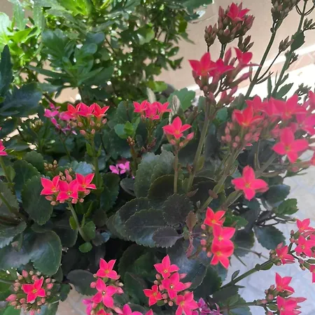 Gergana Affittacamere Kiten (Burgas)