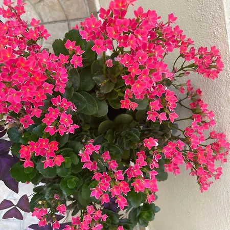 Gergana Affittacamere