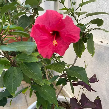 Affittacamere Gergana Kiten (Burgas)