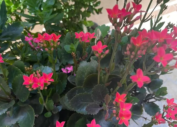 Gergana Pensionat Kiten (Burgas)