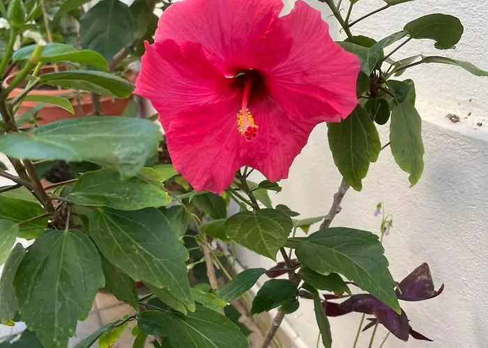 Pensionat Gergana Kiten (Burgas)